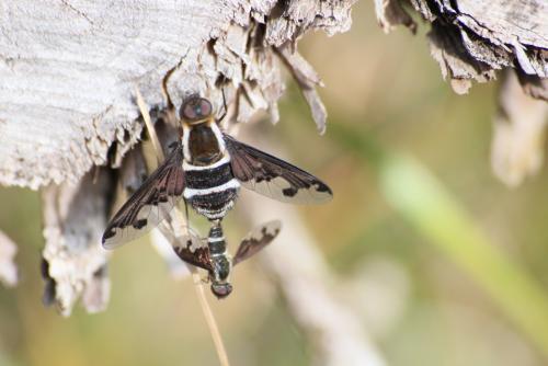 Hemipenthes sp.